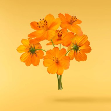 Güzel turuncu kozmos çiçek buketi sarı arka planda izole bir şekilde havaya düşüyor. Yükselme ya da sıfır yerçekimi çiçeği konsepti. Yaratıcı çiçek çizimi. Yüksek çözünürlük