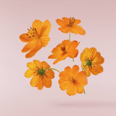 Güzel turuncu kozmos çiçeği pembe arka planda izole bir şekilde havaya düşüyor. Yükselme ya da sıfır yerçekimi çiçeği konsepti. Yaratıcı çiçek çizimi. Yüksek çözünürlük