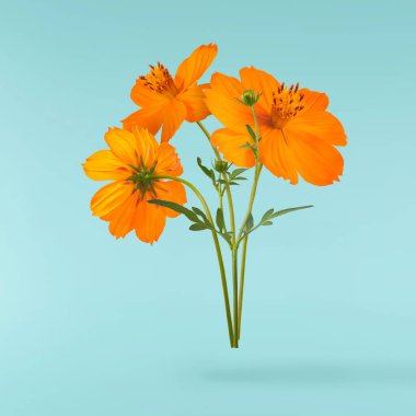Turkuaz arka planda izole edilmiş güzel bir turuncu kozmos çiçeği buketi havaya düşüyor. Yükselme ya da sıfır yerçekimi çiçeği konsepti. Yaratıcı çiçek çizimi. Yüksek çözünürlük