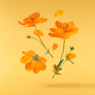 Güzel turuncu kozmos çiçeği sarı arka planda izole bir şekilde havaya düşüyor. Yükselme ya da sıfır yerçekimi çiçeği konsepti. Yaratıcı çiçek çizimi. Yüksek çözünürlük