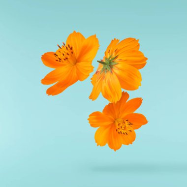 Turkuaz arka planda izole bir şekilde gökyüzüne düşen güzel bir turuncu kozmos çiçeği. Yükselme ya da sıfır yerçekimi çiçeği konsepti. Yaratıcı çiçek çizimi. Yüksek çözünürlük