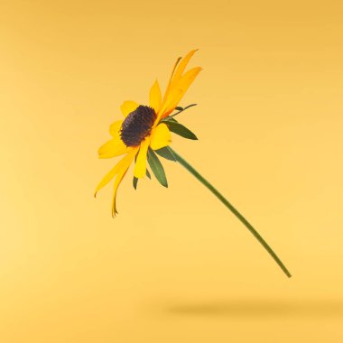 Sarı arka planda izole edilmiş güzel sarı rudbeckia çiçeği gökyüzüne düşüyor. Yükselme ya da sıfır yerçekimi çiçeği konsepti. Yaratıcı çiçek çizimi. Yüksek çözünürlük