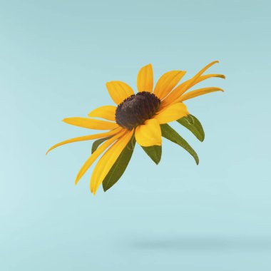 Turkuaz arka planda izole edilmiş güzel sarı rudbeckia çiçeği gökyüzüne düşüyor. Yükselme ya da sıfır yerçekimi çiçeği konsepti. Yaratıcı çiçek çizimi. Yüksek çözünürlük