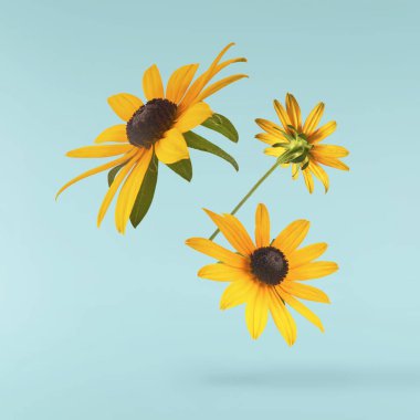 Turkuaz arka planda izole edilmiş güzel sarı rudbeckia çiçeği gökyüzüne düşüyor. Yükselme ya da sıfır yerçekimi çiçeği konsepti. Yaratıcı çiçek çizimi. Yüksek çözünürlük