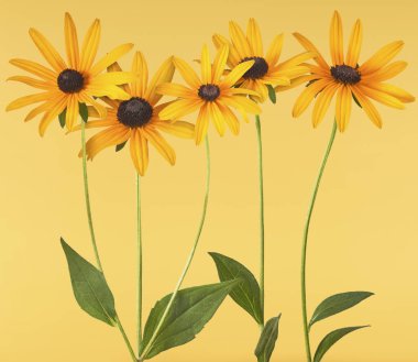 Sarı arka planda izole edilmiş güzel sarı rudbeckia çiçeği. Yaratıcı çiçek çizimi. Yüksek çözünürlük