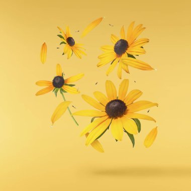 Sarı arka planda izole edilmiş güzel sarı rudbeckia çiçeği gökyüzüne düşüyor. Yükselme ya da sıfır yerçekimi çiçeği konsepti. Yaratıcı çiçek çizimi. Yüksek çözünürlük