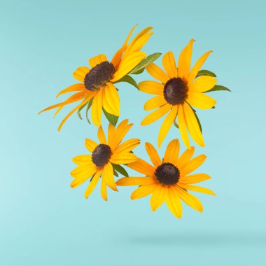 Turkuaz arka planda izole edilmiş güzel sarı rudbeckia çiçeği gökyüzüne düşüyor. Yükselme ya da sıfır yerçekimi çiçeği konsepti. Yaratıcı çiçek çizimi. Yüksek çözünürlük