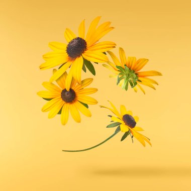 Sarı arka planda izole edilmiş güzel sarı rudbeckia çiçeği gökyüzüne düşüyor. Yükselme ya da sıfır yerçekimi çiçeği konsepti. Yaratıcı çiçek çizimi. Yüksek çözünürlük