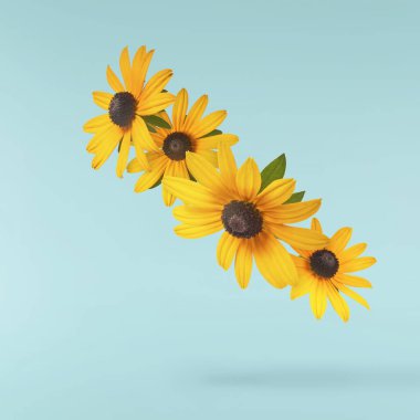 Turkuaz arka planda izole edilmiş güzel sarı rudbeckia çiçeği gökyüzüne düşüyor. Yükselme ya da sıfır yerçekimi çiçeği konsepti. Yaratıcı çiçek çizimi. Yüksek çözünürlük