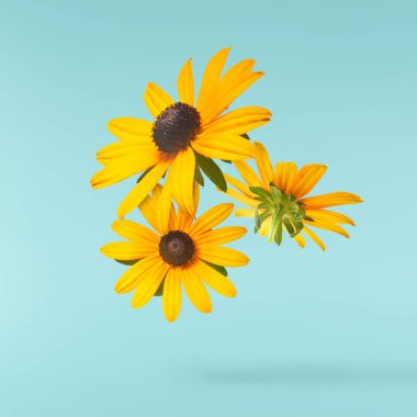 Turkuaz arka planda izole edilmiş güzel sarı rudbeckia çiçeği gökyüzüne düşüyor. Yükselme ya da sıfır yerçekimi çiçeği konsepti. Yaratıcı çiçek çizimi. Yüksek çözünürlük