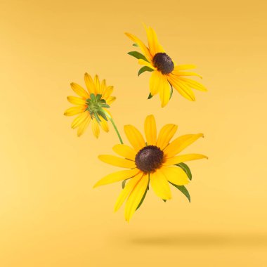 Sarı arka planda izole edilmiş güzel sarı rudbeckia çiçeği gökyüzüne düşüyor. Yükselme ya da sıfır yerçekimi çiçeği konsepti. Yaratıcı çiçek çizimi. Yüksek çözünürlük