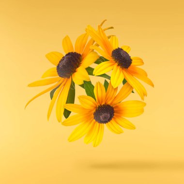 Sarı arka planda izole edilmiş güzel sarı rudbeckia çiçeği gökyüzüne düşüyor. Yükselme ya da sıfır yerçekimi çiçeği konsepti. Yaratıcı çiçek çizimi. Yüksek çözünürlük