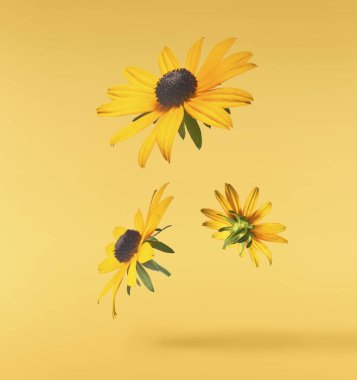 Sarı arka planda izole edilmiş güzel sarı rudbeckia çiçeği gökyüzüne düşüyor. Yükselme ya da sıfır yerçekimi çiçeği konsepti. Yaratıcı çiçek çizimi. Yüksek çözünürlük
