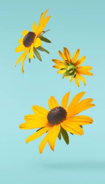 Turkuaz arka planda izole edilmiş güzel sarı rudbeckia çiçeği gökyüzüne düşüyor. Yükselme ya da sıfır yerçekimi çiçeği konsepti. Yaratıcı çiçek çizimi. Yüksek çözünürlük