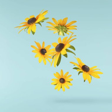 Turkuaz arka planda izole edilmiş güzel sarı rudbeckia çiçeği gökyüzüne düşüyor. Yükselme ya da sıfır yerçekimi çiçeği konsepti. Yaratıcı çiçek çizimi. Yüksek çözünürlük