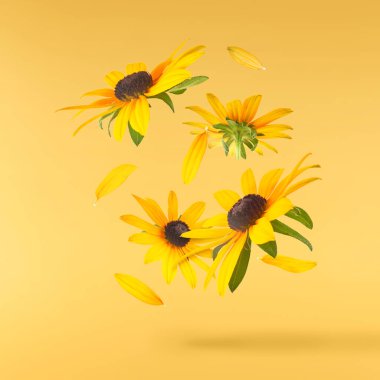 Sarı arka planda izole edilmiş güzel sarı rudbeckia çiçeği gökyüzüne düşüyor. Yükselme ya da sıfır yerçekimi çiçeği konsepti. Yaratıcı çiçek çizimi. Yüksek çözünürlük