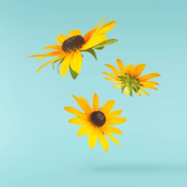 Turkuaz arka planda izole edilmiş güzel sarı rudbeckia çiçeği gökyüzüne düşüyor. Yükselme ya da sıfır yerçekimi çiçeği konsepti. Yaratıcı çiçek çizimi. Yüksek çözünürlük
