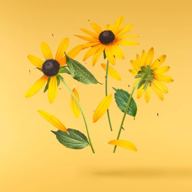 Sarı arka planda izole edilmiş güzel sarı rudbeckia çiçeği gökyüzüne düşüyor. Yükselme ya da sıfır yerçekimi çiçeği konsepti. Yaratıcı çiçek çizimi. Yüksek çözünürlük