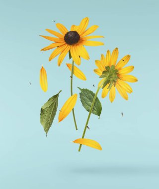 Turkuaz arka planda izole edilmiş güzel sarı rudbeckia çiçeği gökyüzüne düşüyor. Yükselme ya da sıfır yerçekimi çiçeği konsepti. Yaratıcı çiçek çizimi. Yüksek çözünürlük