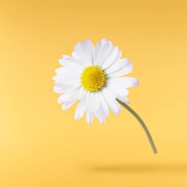 Havada uçuşan lezzetli çikolatalar. Yüksek çözünürlüklü yükselme