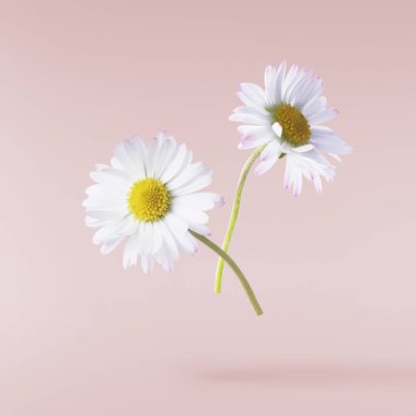 Havada uçuşan lezzetli çikolatalar. Yüksek çözünürlüklü yükselme