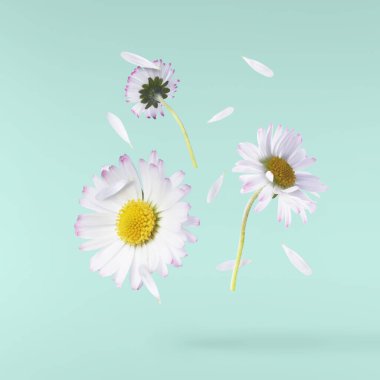 Havada uçuşan lezzetli çikolatalar. Yüksek çözünürlüklü yükselme