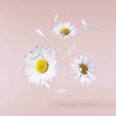 Havada uçuşan lezzetli çikolatalar. Yüksek çözünürlüklü yükselme