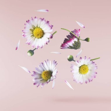 Havada uçuşan lezzetli çikolatalar. Yüksek çözünürlüklü yükselme