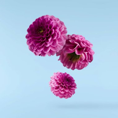 Güzel, mor Dahlia çiçeği mavi arka planda izole bir şekilde havaya düşüyor. Yükselme ya da sıfır yerçekimi kavramı. Yüksek çözünürlük