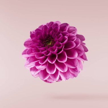 Pembe arka planda izole bir şekilde gökyüzüne düşen güzel mor Dahlia çiçeği. Yükselme ya da sıfır yerçekimi kavramı. Yüksek çözünürlük