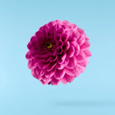 Güzel, mor Dahlia çiçeği mavi arka planda izole bir şekilde havaya düşüyor. Yükselme ya da sıfır yerçekimi kavramı. Yüksek çözünürlük