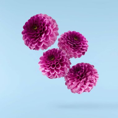 Güzel, mor Dahlia çiçeği mavi arka planda izole bir şekilde havaya düşüyor. Yükselme ya da sıfır yerçekimi kavramı. Yüksek çözünürlük