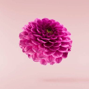 Pembe arka planda izole bir şekilde gökyüzüne düşen güzel mor Dahlia çiçeği. Yükselme ya da sıfır yerçekimi kavramı. Yüksek çözünürlük