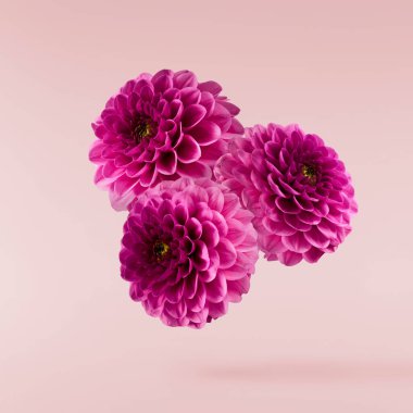 Pembe arka planda izole bir şekilde gökyüzüne düşen güzel mor Dahlia çiçeği. Yükselme ya da sıfır yerçekimi kavramı. Yüksek çözünürlük