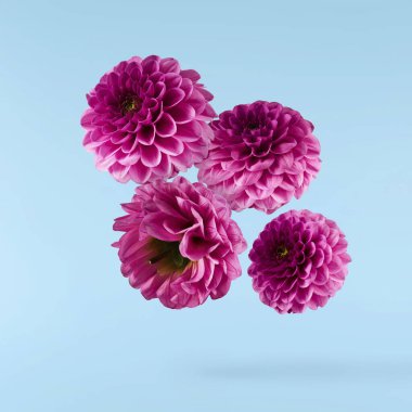 Güzel, mor Dahlia çiçeği mavi arka planda izole bir şekilde havaya düşüyor. Yükselme ya da sıfır yerçekimi kavramı. Yüksek çözünürlük