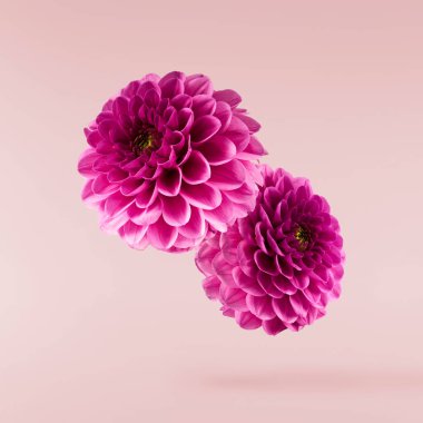 Pembe arka planda izole bir şekilde gökyüzüne düşen güzel mor Dahlia çiçeği. Yükselme ya da sıfır yerçekimi kavramı. Yüksek çözünürlük