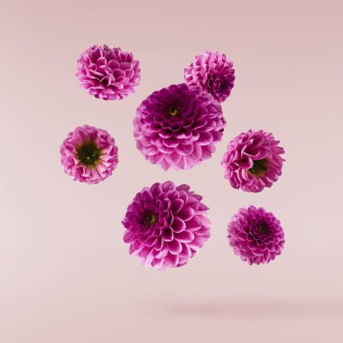 Pembe arka planda izole bir şekilde gökyüzüne düşen güzel mor Dahlia çiçeği. Yükselme ya da sıfır yerçekimi kavramı. Yüksek çözünürlük