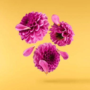 Havaya düşen güzel mor Dahlia çiçeği sarı arka planda izole edilmiş. Yükselme ya da sıfır yerçekimi kavramı. Yüksek çözünürlük