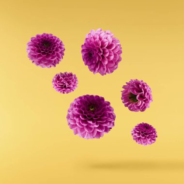Havaya düşen güzel mor Dahlia çiçeği sarı arka planda izole edilmiş. Yükselme ya da sıfır yerçekimi kavramı. Yüksek çözünürlük