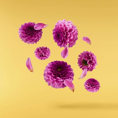 Havaya düşen güzel mor Dahlia çiçeği sarı arka planda izole edilmiş. Yükselme ya da sıfır yerçekimi kavramı. Yüksek çözünürlük
