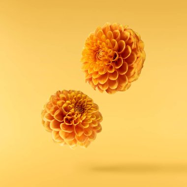 Güzel taze turuncu Dahlia çiçeği sarı arka planda izole bir şekilde havaya düşüyor. Yükselme ya da sıfır yerçekimi kavramı. Yüksek çözünürlük