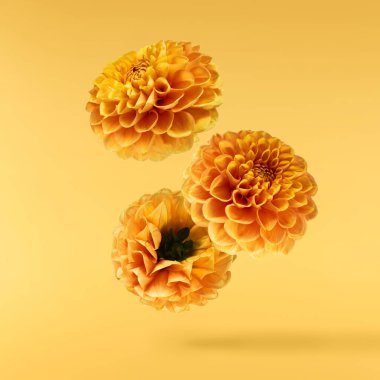 Güzel taze turuncu Dahlia çiçeği sarı arka planda izole bir şekilde havaya düşüyor. Yükselme ya da sıfır yerçekimi kavramı. Yüksek çözünürlük