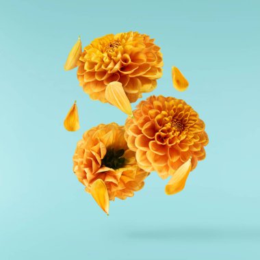 Havada uçuşan lezzetli çikolatalar. Yüksek çözünürlüklü yükselme