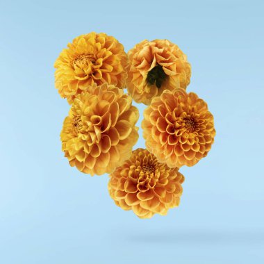 Güzel taze turuncu Dahlia çiçeği mavi arka planda izole bir şekilde havaya düşüyor. Yükselme ya da sıfır yerçekimi kavramı. Yüksek çözünürlük