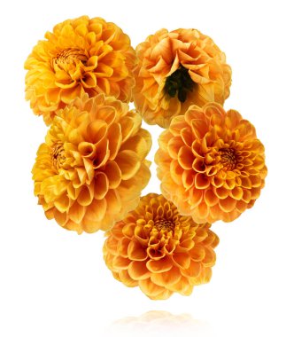 Güzel turuncu Dahlia çiçeği beyaz arka planda izole bir şekilde havaya düşüyor. Yükselme ya da sıfır yerçekimi kavramı. Yüksek çözünürlük