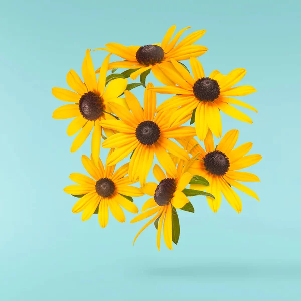 Turkuaz arka planda izole edilmiş güzel sarı rudbeckia çiçeği gökyüzüne düşüyor. Yükselme ya da sıfır yerçekimi çiçeği konsepti. Yaratıcı çiçek çizimi. Yüksek çözünürlük