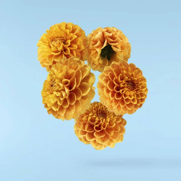 Güzel taze turuncu Dahlia çiçeği mavi arka planda izole bir şekilde havaya düşüyor. Yükselme ya da sıfır yerçekimi kavramı. Yüksek çözünürlük