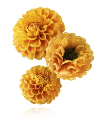 Güzel turuncu Dahlia çiçeği beyaz arka planda izole bir şekilde havaya düşüyor. Yükselme ya da sıfır yerçekimi kavramı. Yüksek çözünürlük