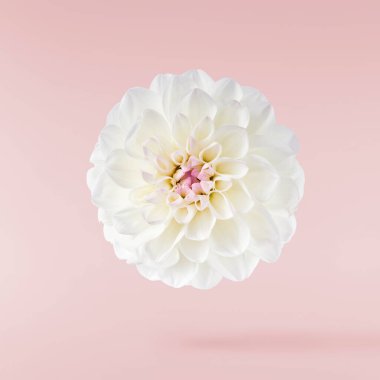 Güzel beyaz Dahlia çiçeği pembe arka planda izole bir şekilde havaya düşüyor. Yükselme ya da sıfır yerçekimi kavramı. Yüksek çözünürlük