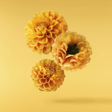 Güzel taze turuncu Dahlia çiçeği sarı arka planda izole bir şekilde havaya düşüyor. Yükselme ya da sıfır yerçekimi kavramı. Yüksek çözünürlük